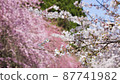 Cherry blossoms in full bloom 87741982