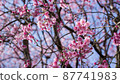 Cherry blossoms in full bloom 87741983