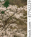 盛開在山的櫻花 87742229