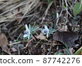 與 Eranthis pinnatifida 並列 87742276