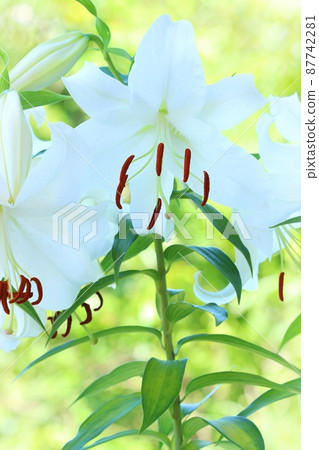 Large lily white flower Casablanca bright green natural background 87742281