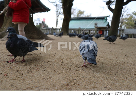 Yamaguchi Chofu Iminomiya Shrine Pigeon Yamaguchi Chofu Iminomiya Shrine Pigeon 87742323