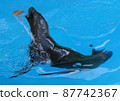 Sea lions playing with leaves 87742367