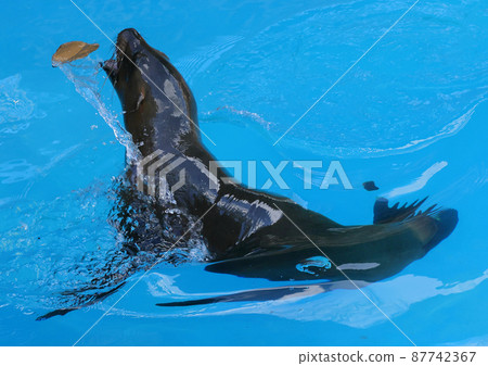 Sea lions playing with leaves 87742367