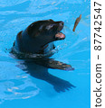 Sea lions playing with concrete pieces 87742547
