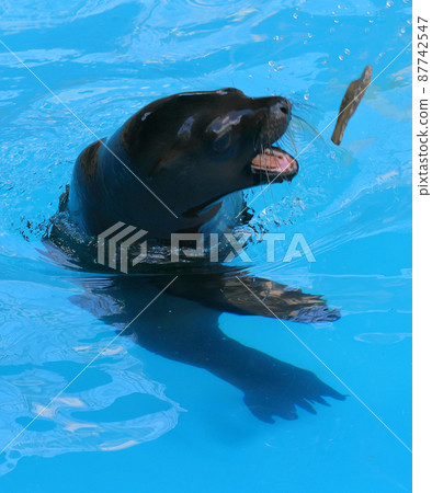 Sea lions playing with concrete pieces 87742547