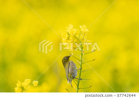 A small bird perching on rape blossoms A small bird perching on rape blossoms 87742644