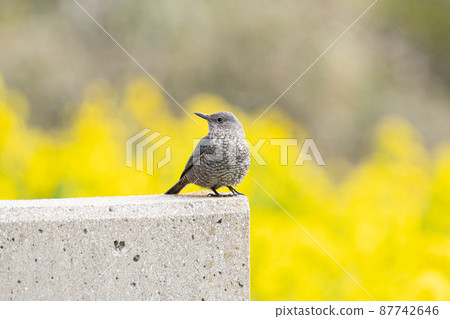 Isohidori ♀ Isohidori ♀ 87742646
