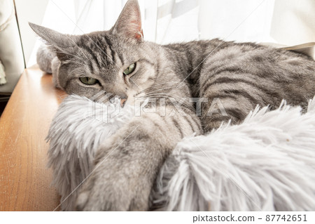 The staring cat, the Sabatra cat The staring cat, the Sabatra cat 87742651