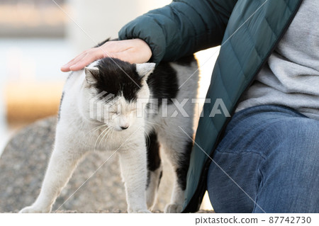 Touch the cat Touch the cat 87742730