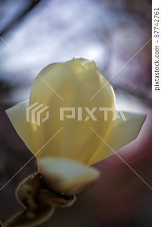 玉蘭玉蘭花特寫,背景是紅梅花 玉蘭玉蘭花特寫,背景是紅梅花 87742761