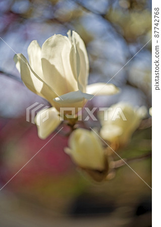Close-up of Yulan magnolia flowers just opened with red plum flowers in the background Close-up of Yulan magnolia flowers just opened with red plum flowers in the background 87742768
