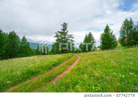 Green atmospheric forest scenery with dirt road among firs in mountains. Bright beautiful summer view to conifer trees in woodland. Green atmospheric forest scenery with dirt road among firs in mountains. Bright beautiful summer view to conifer trees in woodland. 87742779