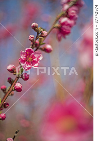粉紅色的桃花為春天的湛藍天空著色 87742974
