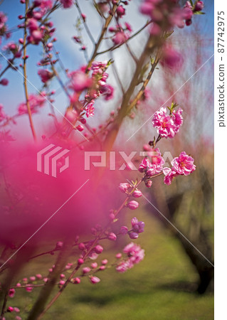 粉紅色的桃花為春天的湛藍天空著色 粉紅色的桃花為春天的湛藍天空著色 87742975