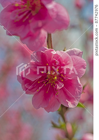 粉紅色的桃花為春天的湛藍天空著色 87742976