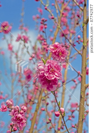 粉紅色的桃花為春天的湛藍天空著色 粉紅色的桃花為春天的湛藍天空著色 87742977