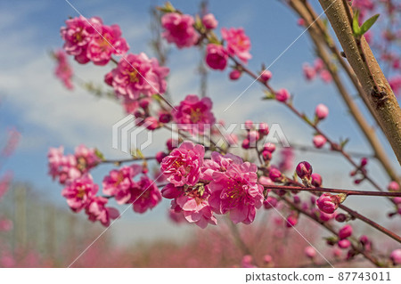 Flowers that color the blue sky of spring in pink Peach blossoms 87743011