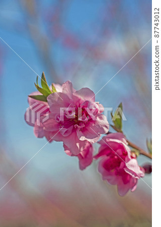 Flowers that color the blue sky of spring in pink Peach blossoms Flowers that color the blue sky of spring in pink Peach blossoms 87743012