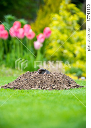 European mole (Talpa europaea) destroying lawn with its mole hills and underground tunnels 87743110