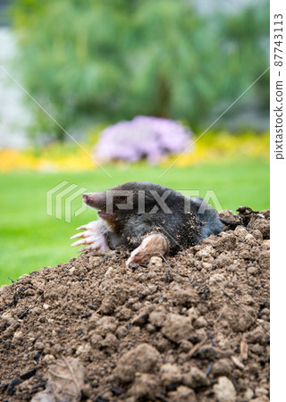 Mole animal - Talpa Europaea, causing damage as a pest in the garden with its mole hills and underground tunnels Mole animal - Talpa Europaea, causing damage as a pest in the garden with its mole hills and underground tunnels 87743113