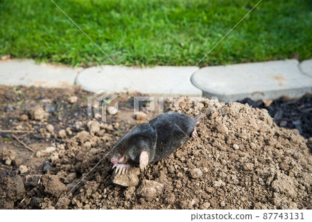 European mole caught by a trap while crawling out of the tunnel European mole caught by a trap while crawling out of the tunnel 87743131
