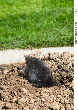 European mole (Talpa europaea) is a mammal of the order Eulipotyphla. It is also known as the common mole and the northern mole. 87743166