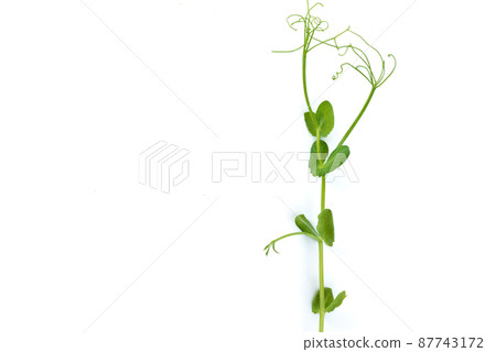 young pea plant grown as micro green, isolated on white young pea plant grown as micro green, isolated on white 87743172