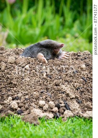 European mole (Talpa europaea) destroying lawn with its mole hills and underground tunnels European mole (Talpa europaea) destroying lawn with its mole hills and underground tunnels 87743177