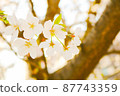 Cherry blossoms [close-up] 87743359