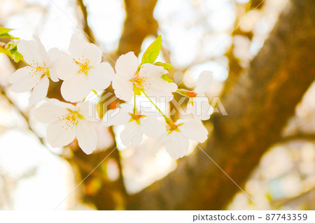 Cherry blossoms [close-up] 87743359