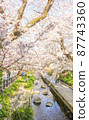 Cherry blossom trees in full bloom 87743360