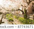 Cherry blossom trees in full bloom 87743671