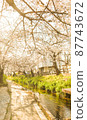 Cherry blossom trees in full bloom 87743672