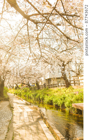 Cherry blossom trees in full bloom Cherry blossom trees in full bloom 87743672