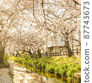 Cherry blossom trees in full bloom 87743673