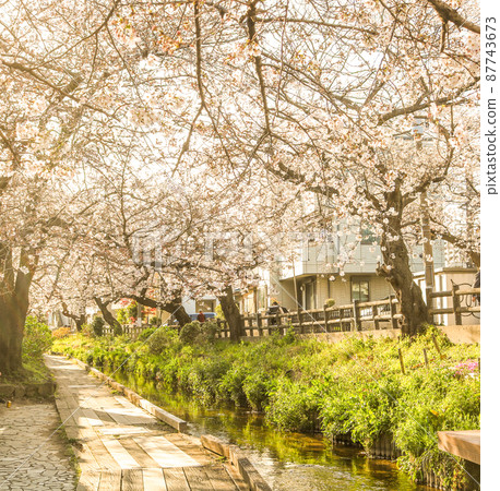 Cherry blossom trees in full bloom Cherry blossom trees in full bloom 87743673