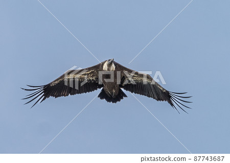 Griffon vulture, Gyps fulvus in Monfrague National Park. Extremadura, Spain 87743687