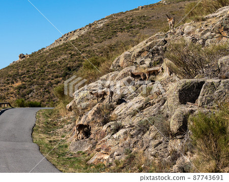 The Iberian ibex, Capra pyrenaica in the Gredos mountains near Navacepeda, Castile Leon Spain 87743691