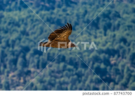 Griffon vultures, Gyps fulvus flying around the Serrania de Cuenca at Una, Spain. 87743700