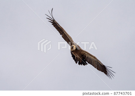 Griffon vulture, Gyps fulvus in Monfrague National Park. Extremadura, Spain Griffon vulture, Gyps fulvus in Monfrague National Park. Extremadura, Spain 87743701