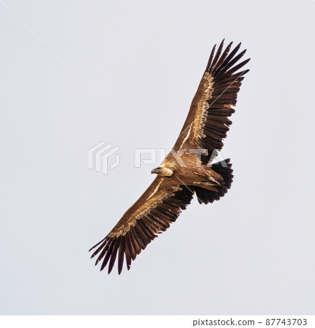 Griffon vulture, Gyps fulvus in Monfrague National Park. Extremadura, Spain Griffon vulture, Gyps fulvus in Monfrague National Park. Extremadura, Spain 87743703