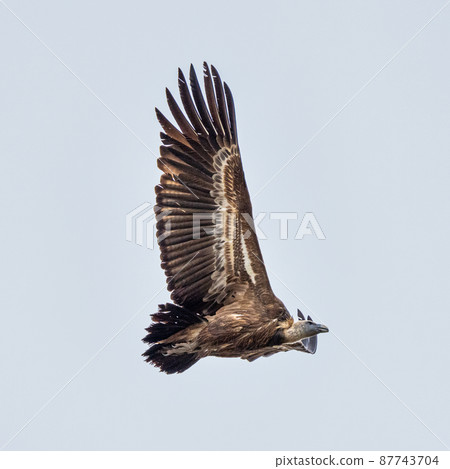 Griffon vulture, Gyps fulvus in Monfrague National Park. Extremadura, Spain Griffon vulture, Gyps fulvus in Monfrague National Park. Extremadura, Spain 87743704