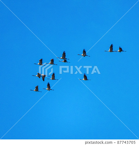 Common crane, Grus grus in Monfrague National Park. Extremadura, Spain 87743705