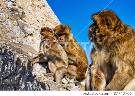 Wild macaque or Gibraltar monkey, attraction of the British overseas territory. Wild macaque or Gibraltar monkey, attraction of the British overseas territory. 87743706