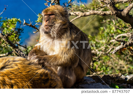 Wild macaque or Gibraltar monkey, attraction of the British overseas territory. Wild macaque or Gibraltar monkey, attraction of the British overseas territory. 87743707