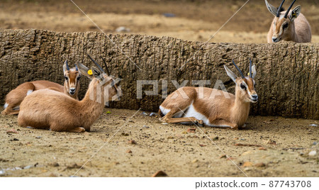 Dorcas gazelle, Gazella, dorcas in Jerez de la Frontera, Andalusia, Spain Dorcas gazelle, Gazella, dorcas in Jerez de la Frontera, Andalusia, Spain 87743708