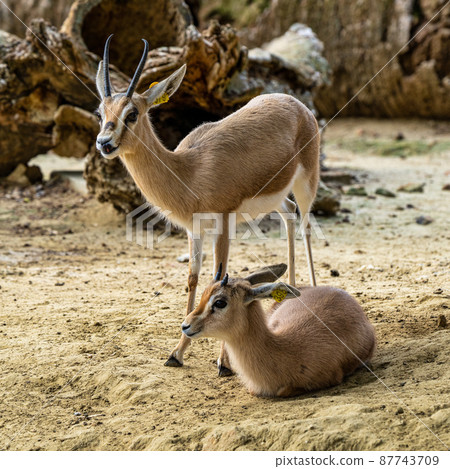 Dorcas gazelle, Gazella, dorcas in Jerez de la Frontera, Andalusia, Spain Dorcas gazelle, Gazella, dorcas in Jerez de la Frontera, Andalusia, Spain 87743709