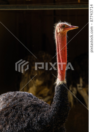 Red-necked ostrich,Struthio camelus in Jerez de la Frontera, Andalusia, Spain Red-necked ostrich,Struthio camelus in Jerez de la Frontera, Andalusia, Spain 87743714