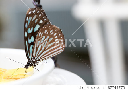 琉球淺木斑 琉球淺木斑 87743773